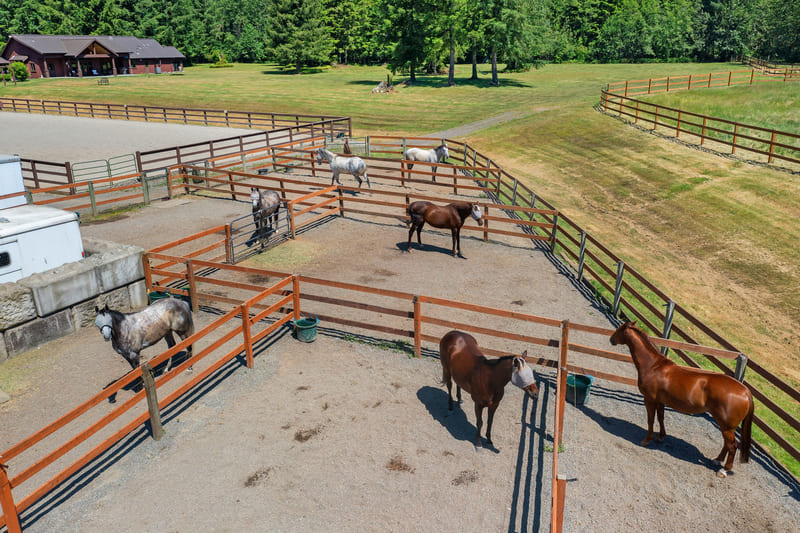 Seven horses standing in adjoining sand paddocks bordered by rail fencing, with pasture and the home beyond.